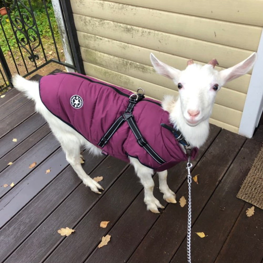Dog Jacket With Harness