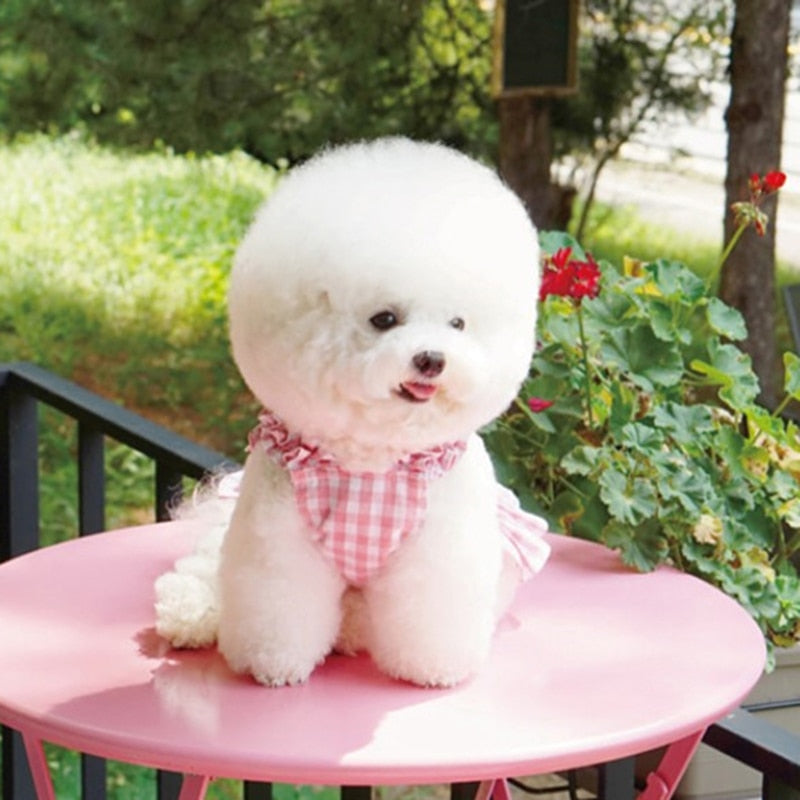 Fashionable Summer Pet Dress