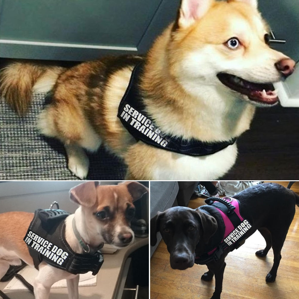 Reflective Dog Harness and Leash