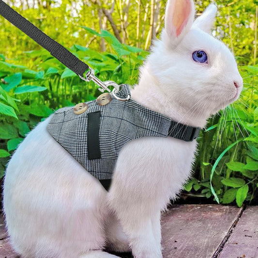 Small Animal Harness and Leash