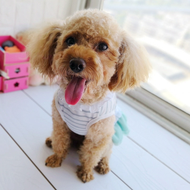 Pet Dress