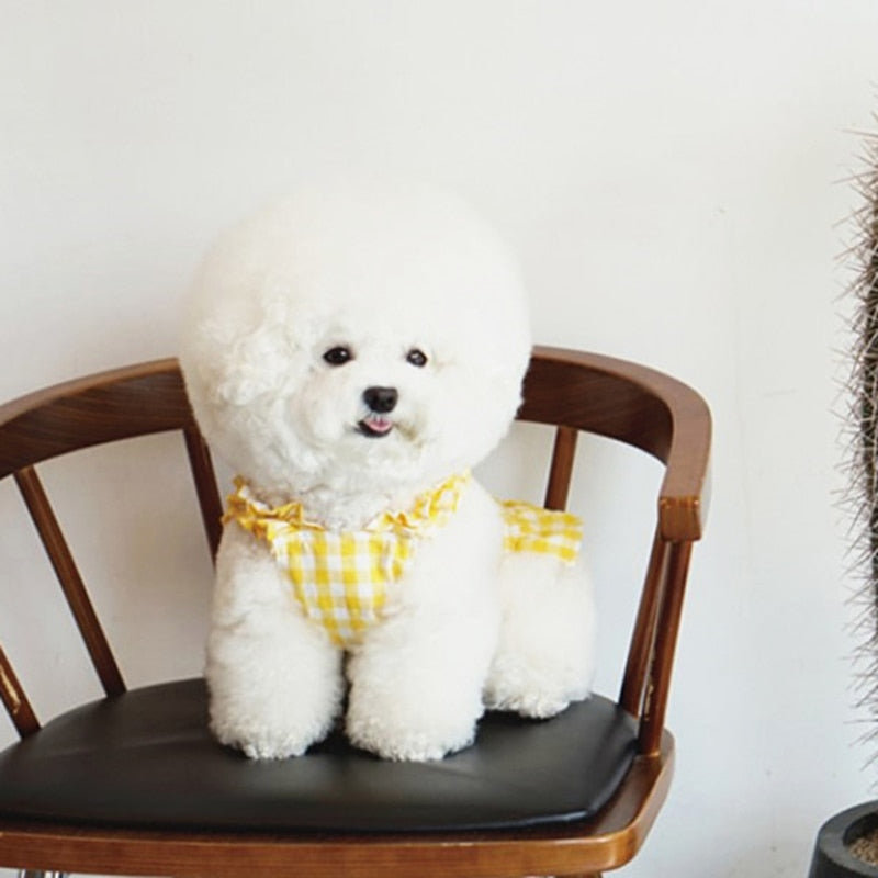 Fashionable Summer Pet Dress