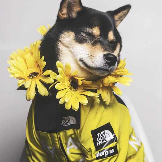 The Dog Face Windproof Raincoat