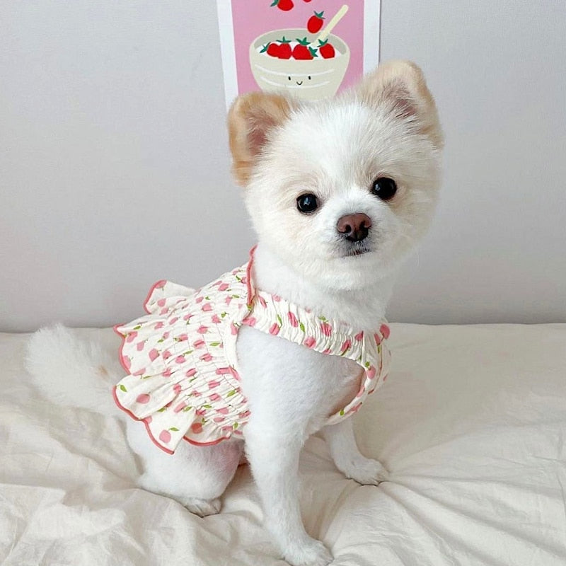 Teddy Princess Puppy Skirt