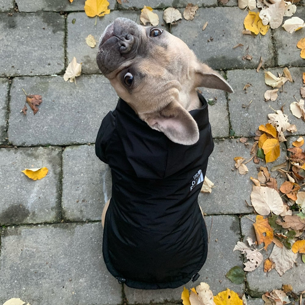 Pet Dog Coat - The Dog Face