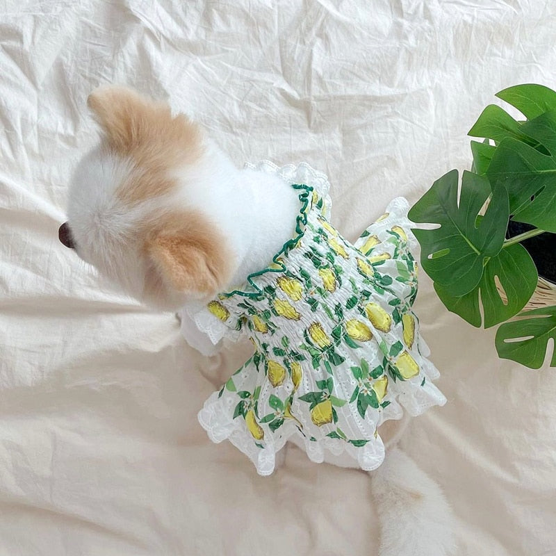 Teddy Princess Puppy Skirt
